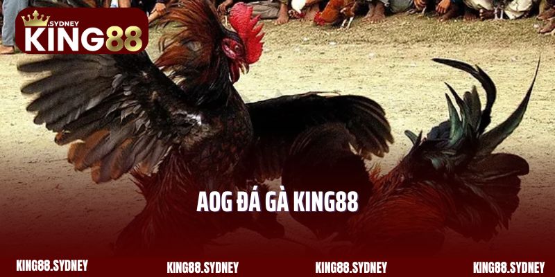 AOG Đá Gà King88 - Sàn Cược Chọi Kê Lý Tưởng Năm 2025