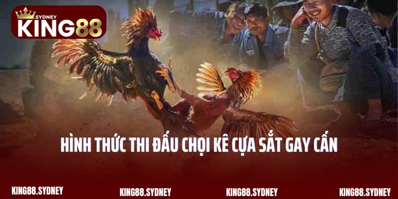 Hình thức thi đấu chọi kê cựa sắt gay cấn tại đá gà King88 