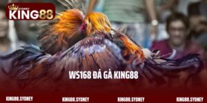 WS168 Đá Gà King88 - Sân Đấu Chọi Kê Đình Đám Quốc Tế