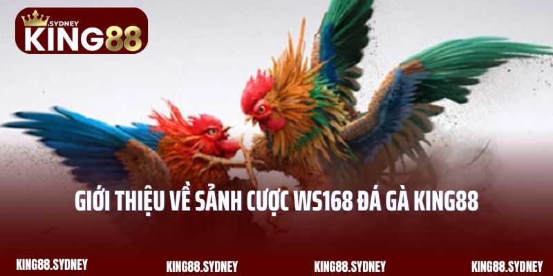Giới thiệu về sảnh cược WS168 đá gà King88 siêu hấp dẫn