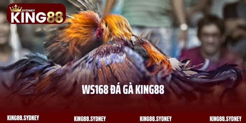 WS168 Đá Gà King88 - Sân Đấu Chọi Kê Đình Đám Quốc Tế